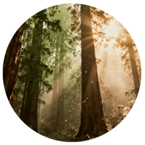 1.	Selecting timber types